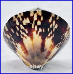 Reed Barton Francis I Sterling Silver Salt Spoon Genuine Limpet Shell Bowl 32.8g