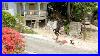 This Happen At Green Island Hanover Jamaica